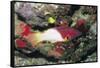 Axilspot Hogfish-Hal Beral-Framed Stretched Canvas