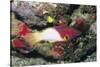 Axilspot Hogfish-Hal Beral-Stretched Canvas