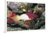 Axilspot Hogfish-Hal Beral-Framed Photographic Print