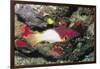 Axilspot Hogfish-Hal Beral-Framed Photographic Print