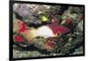 Axilspot Hogfish-Hal Beral-Framed Photographic Print