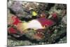 Axilspot Hogfish-Hal Beral-Mounted Photographic Print