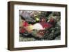 Axilspot Hogfish-Hal Beral-Framed Photographic Print