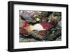 Axilspot Hogfish-Hal Beral-Framed Photographic Print