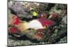 Axilspot Hogfish-Hal Beral-Mounted Photographic Print