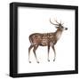 Axis Deer (Cervus Axis), Mammals-Encyclopaedia Britannica-Framed Poster