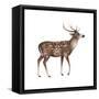 Axis Deer (Cervus Axis), Mammals-Encyclopaedia Britannica-Framed Stretched Canvas