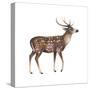 Axis Deer (Cervus Axis), Mammals-Encyclopaedia Britannica-Stretched Canvas