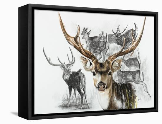 Axis Deer-Barbara Keith-Framed Stretched Canvas