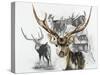 Axis Deer-Barbara Keith-Stretched Canvas