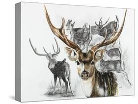 Axis Deer-Barbara Keith-Stretched Canvas