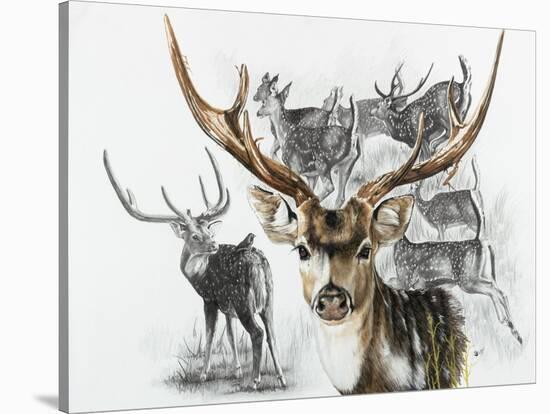 Axis Deer-Barbara Keith-Stretched Canvas