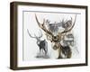 Axis Deer-Barbara Keith-Framed Giclee Print