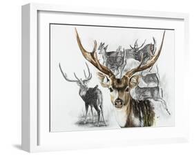 Axis Deer-Barbara Keith-Framed Giclee Print