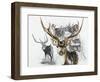 Axis Deer-Barbara Keith-Framed Giclee Print