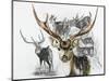 Axis Deer-Barbara Keith-Mounted Giclee Print