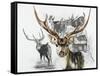 Axis Deer-Barbara Keith-Framed Stretched Canvas