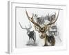 Axis Deer-Barbara Keith-Framed Giclee Print