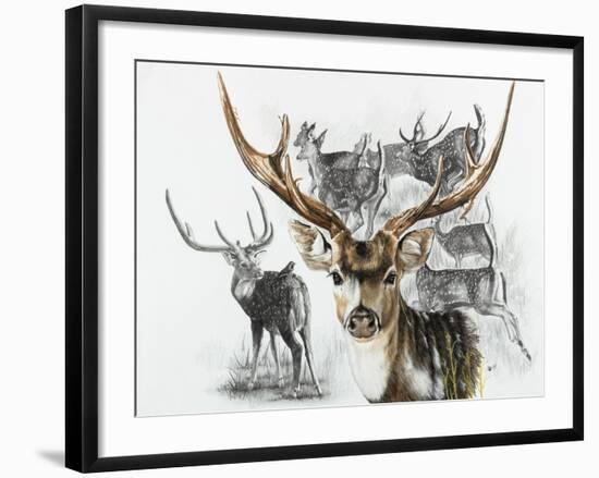 Axis Deer-Barbara Keith-Framed Giclee Print