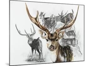 Axis Deer-Barbara Keith-Mounted Giclee Print