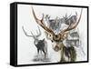 Axis Deer-Barbara Keith-Framed Stretched Canvas