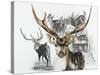 Axis Deer-Barbara Keith-Stretched Canvas