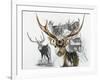 Axis Deer-Barbara Keith-Framed Giclee Print