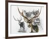 Axis Deer-Barbara Keith-Framed Giclee Print