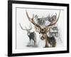 Axis Deer-Barbara Keith-Framed Giclee Print