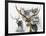 Axis Deer-Barbara Keith-Framed Giclee Print