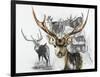 Axis Deer-Barbara Keith-Framed Giclee Print