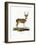 Axis Deer-null-Framed Giclee Print