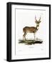 Axis Deer-null-Framed Giclee Print