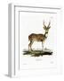 Axis Deer-null-Framed Giclee Print