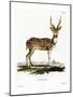 Axis Deer-null-Mounted Giclee Print
