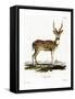 Axis Deer-null-Framed Stretched Canvas