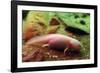 Axolotl Albino Specimen-null-Framed Photographic Print