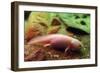 Axolotl Albino Specimen-null-Framed Photographic Print