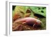 Axolotl Albino Specimen-null-Framed Photographic Print