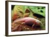 Axolotl Albino Specimen-null-Framed Photographic Print