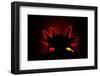 Axolotl backlit showing details of gills, Mexico-Alejandro Prieto-Framed Photographic Print