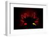 Axolotl backlit showing details of gills, Mexico-Alejandro Prieto-Framed Photographic Print