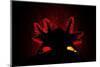 Axolotl backlit showing details of gills, Mexico-Alejandro Prieto-Mounted Photographic Print