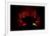 Axolotl backlit showing details of gills, Mexico-Alejandro Prieto-Framed Photographic Print