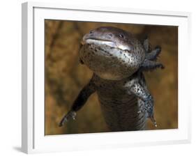 Axolotl Neotenous Larval Form, Shows External-null-Framed Photographic Print