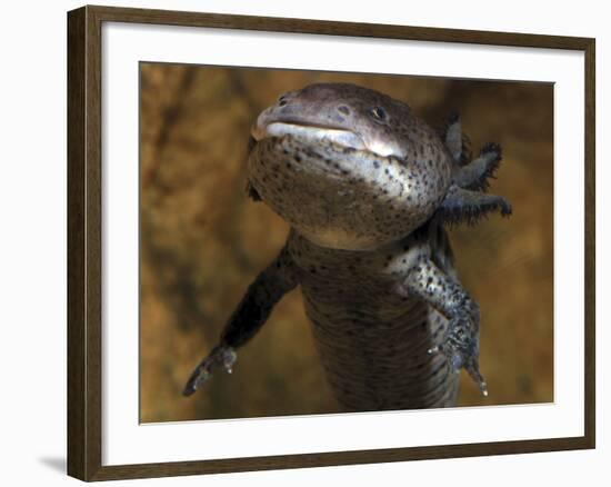 Axolotl Neotenous Larval Form, Shows External-null-Framed Photographic Print