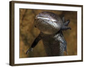 Axolotl Neotenous Larval Form, Shows External-null-Framed Photographic Print