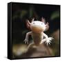 Axolotl (Siredon - Ambystoma Mexicanum) Albino, Captive-Jane Burton-Framed Stretched Canvas