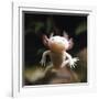 Axolotl (Siredon - Ambystoma Mexicanum) Albino, Captive-Jane Burton-Framed Photographic Print