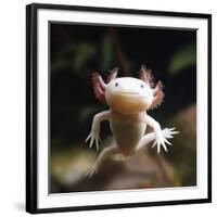 Axolotl (Siredon - Ambystoma Mexicanum) Albino, Captive-Jane Burton-Framed Photographic Print